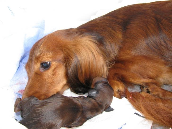 Dværggravhund Frida - Frida er gået i gang med at føde sit første kuld 05082009 billede 13