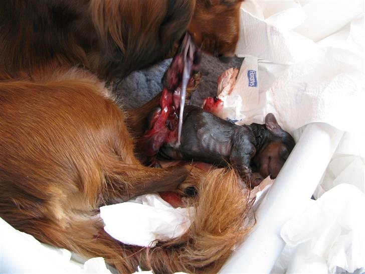 Dværggravhund Frida - Frida er gået i gang med at føde sit første kuld 05082009 billede 14