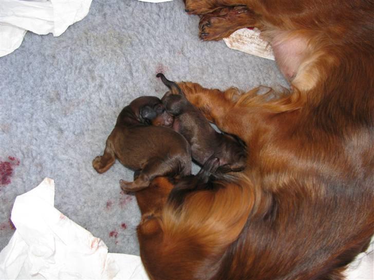 Dværggravhund Frida - Frida er gået i gang med at føde sit første kuld 05082009 billede 15