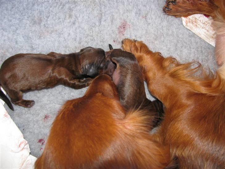 Dværggravhund Frida - Frida er gået i gang med at føde sit første kuld 05082009 billede 16