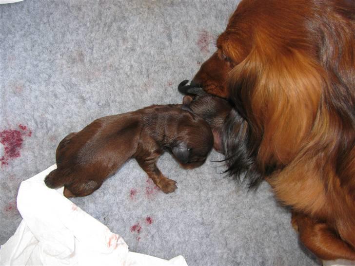 Dværggravhund Frida - Frida er gået i gang med at føde sit første kuld 05082009 billede 17