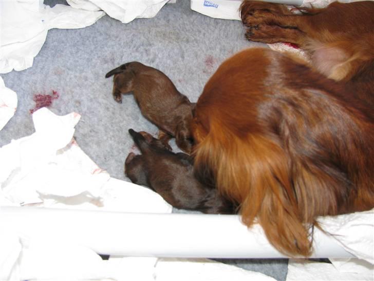 Dværggravhund Frida - Frida er gået i gang med at føde sit første kuld 05082009 billede 18