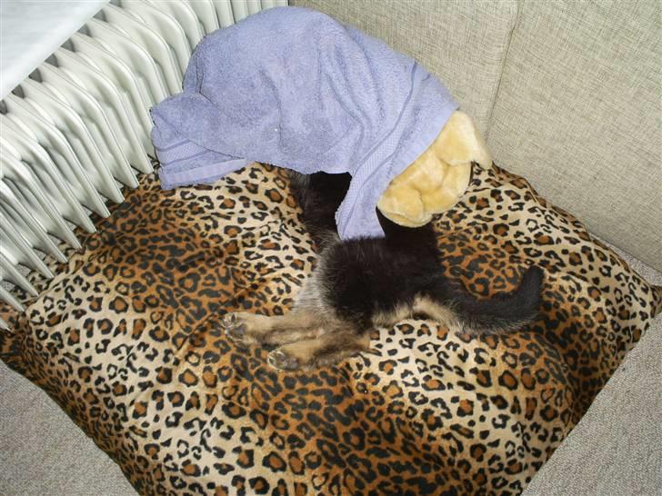 Schæferhund Kiba (Sandkærgårds Klodo) - Da han lige var ankommet skulle der puttes :) billede 5