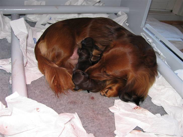 Dværggravhund Frida - Frida er gået i gang med at føde sit første kuld 05082009 billede 19