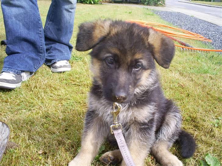 Schæferhund Kiba (Sandkærgårds Klodo) - SØD! billede 6
