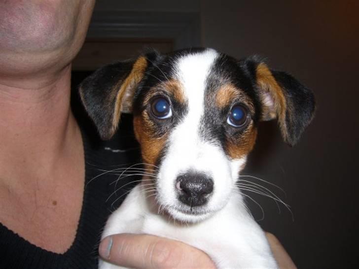 Jack russell terrier Chili billede 6