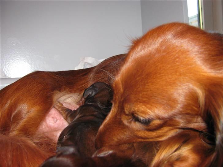 Dværggravhund Frida - Frida er gået i gang med at føde sit første kuld 05082009 billede 20