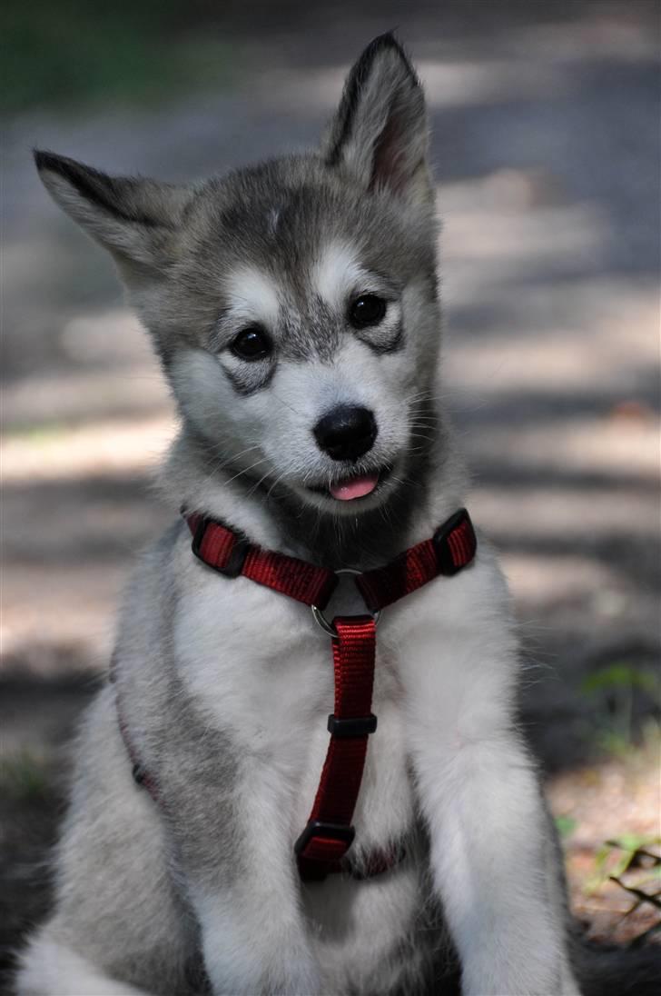 Alaskan malamute Tala (udstationeret) - tala betyder ulv, hendes navn er derfor modige ulv, her er hun 8 uger gammel billede 1