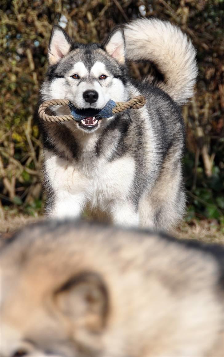 Alaskan malamute Tala (udstationeret) - 9  måneder står bag chunta med sit ynglingslegetøj i munden billede 5