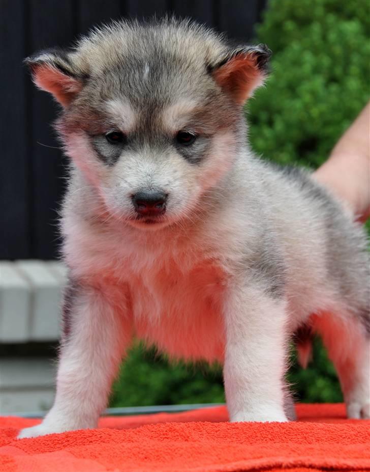 Alaskan malamute Tala (udstationeret) - 5 uger gammel billede 8