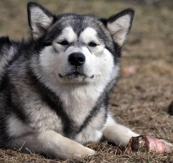 Alaskan malamute Tala (udstationeret) -  måneder gammel billede 9