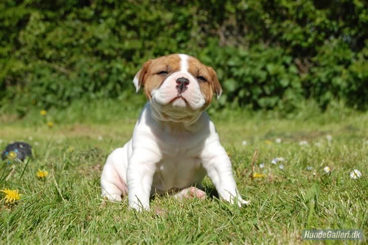 Amerikansk bulldog ANNABELL Amazing Bulldog - Er jeg ikke bare sød 4 uger gammel billede 1