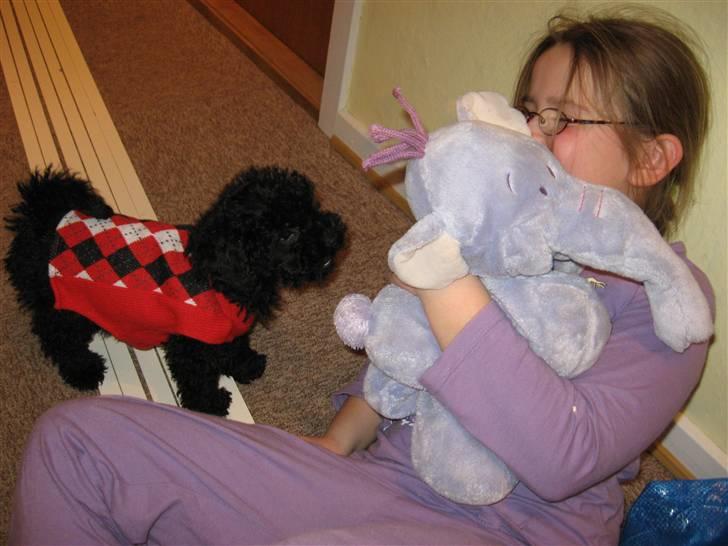 Dværgpuddel Nadja - Nadja i Build a Bear dækken. Vi har lige fået hende. billede 1