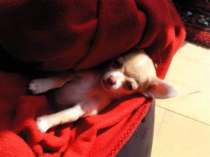 Chihuahua Gizmo - Gizmo hygger i tæppet billede 7