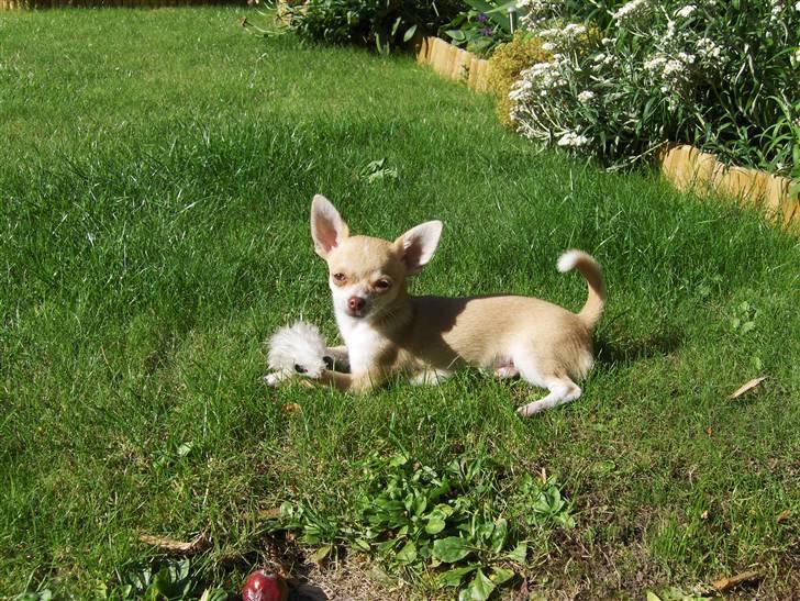 Chihuahua Gizmo - Gizmo i haven 5.8.2009 billede 8