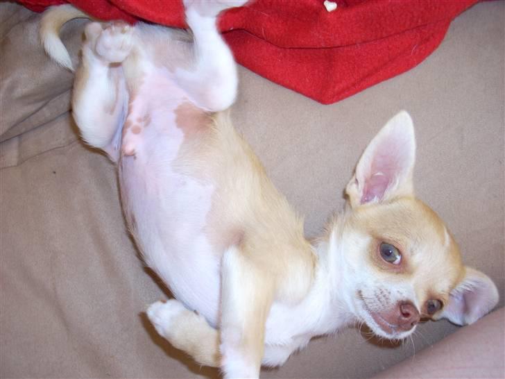 Chihuahua Gizmo - Uhm man kan sno sig ;-) billede 9