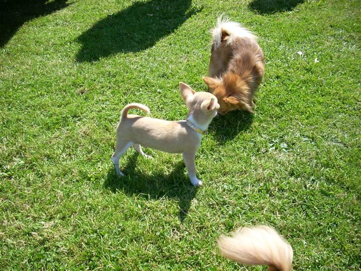 Chihuahua Gizmo - Gizmo til sit første træf den 21.6.2009 billede 10