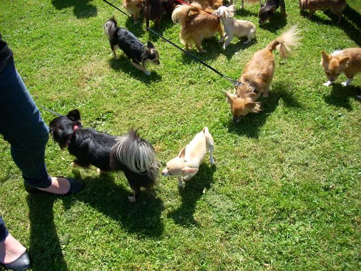 Chihuahua Gizmo - Træf 21.6.2009 billede 11