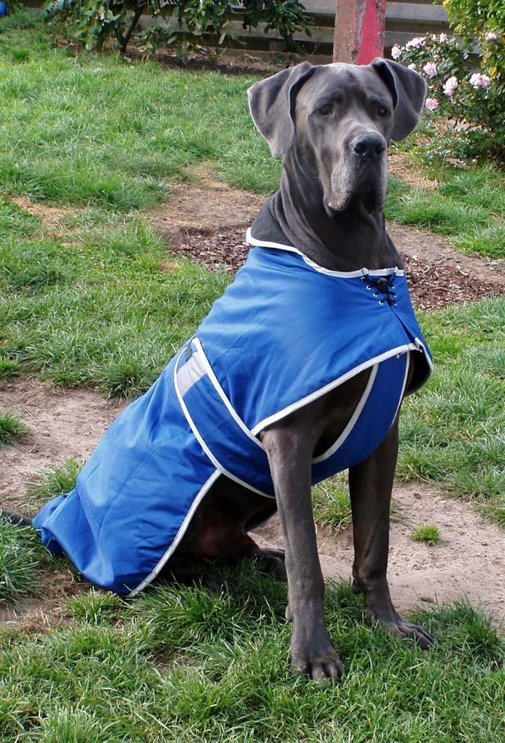 Grand danois BONEL ZAGANELLI  billede 18