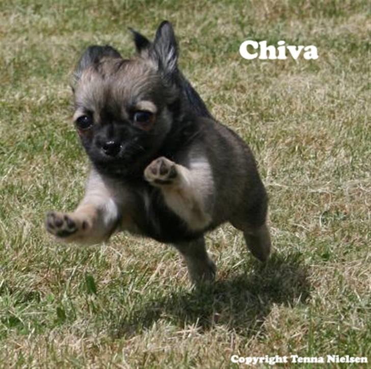 Chihuahua Chiva (Udstationeret) - "Weee, elsker at suse rundt i haven..." billede 15