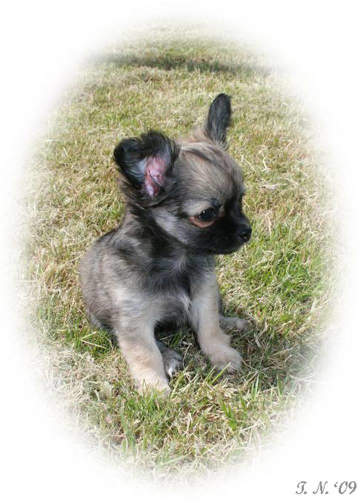 Chihuahua Chiva (Udstationeret) - Chiva d. 070609 billede 16