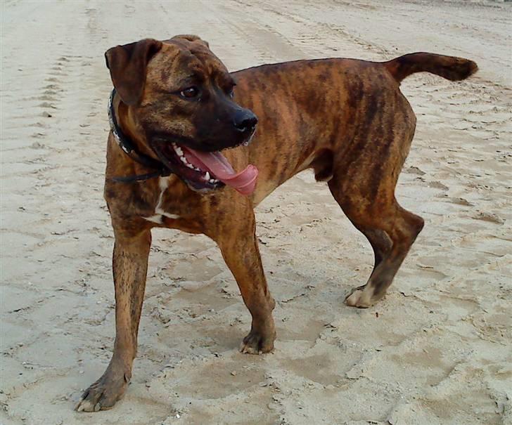 Amerikansk bulldog Kazan - Taget D.04/08-09 billede 4