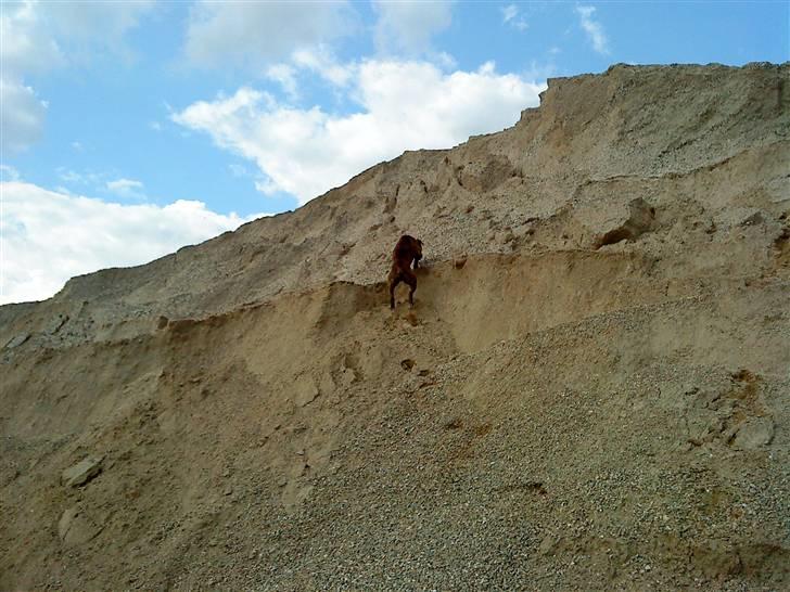 Amerikansk bulldog Kazan - Taget D.04/08-09 billede 5