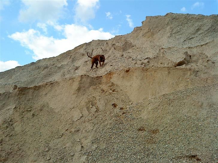 Amerikansk bulldog Kazan - Taget D.04/08-09 billede 6