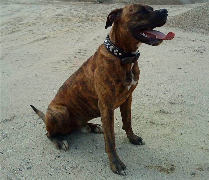 Amerikansk bulldog Kazan - Taget D.04/08-09 billede 7