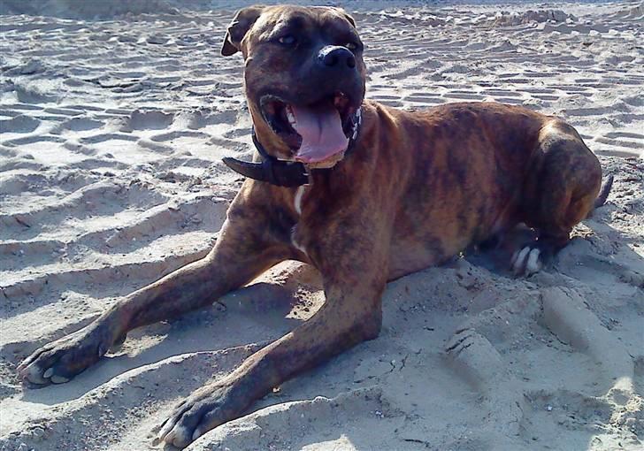 Amerikansk bulldog Kazan - Taget D.04/08-09 billede 8