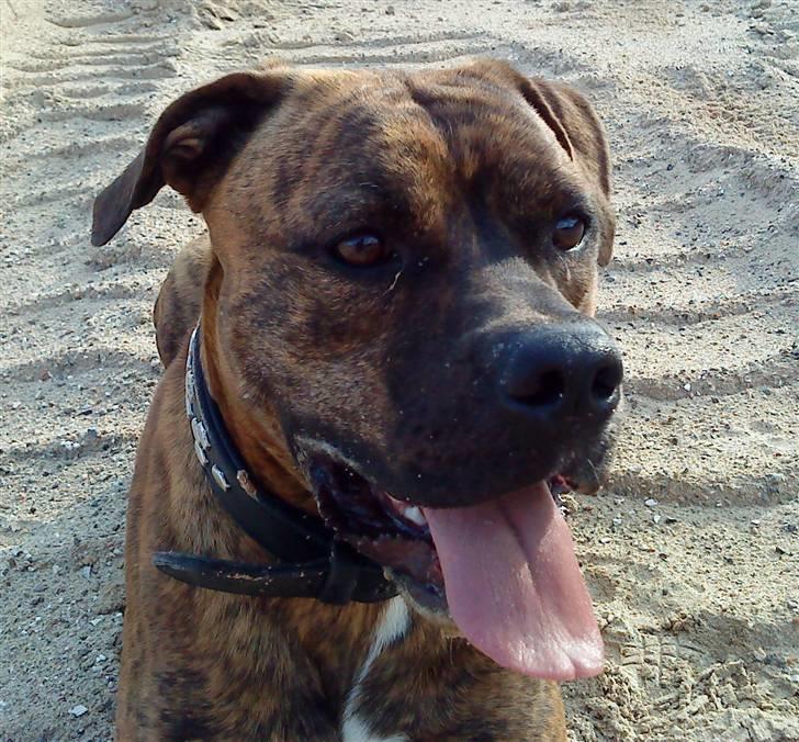 Amerikansk bulldog Kazan - Taget D.04/08-09 billede 9