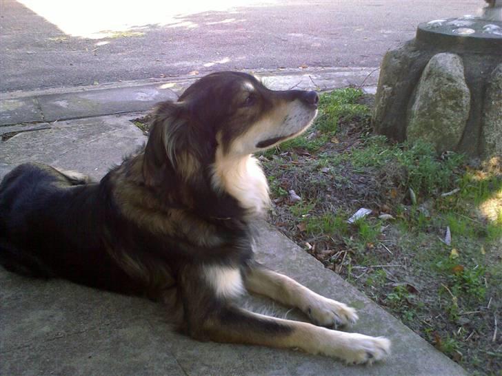 Blanding af racer Jeff - Dejligt med skygge... billede 10