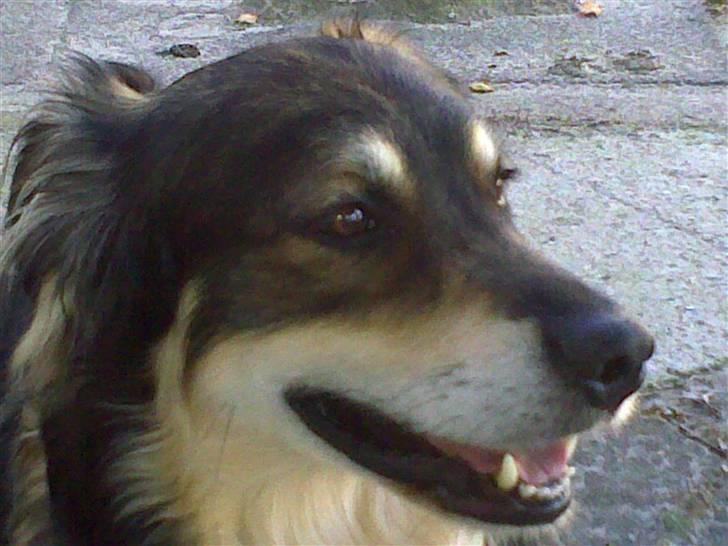 Blanding af racer Jeff billede 11