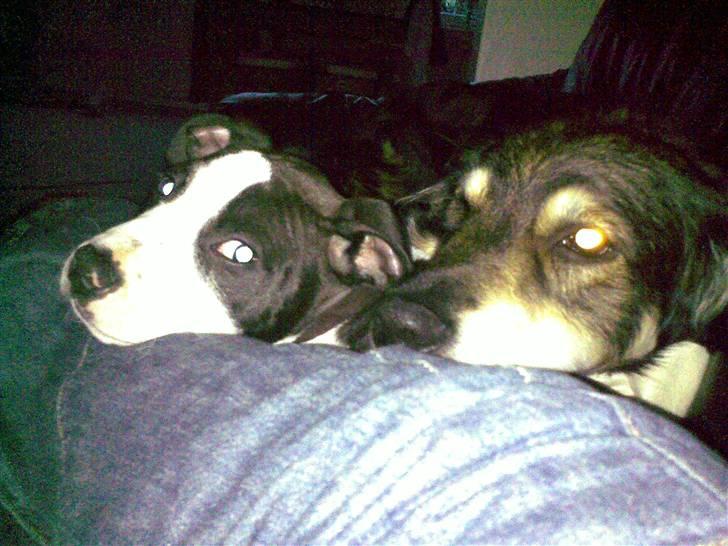 Blanding af racer Jeff - Hyggetime sammen med mor i sofaen :o) billede 12