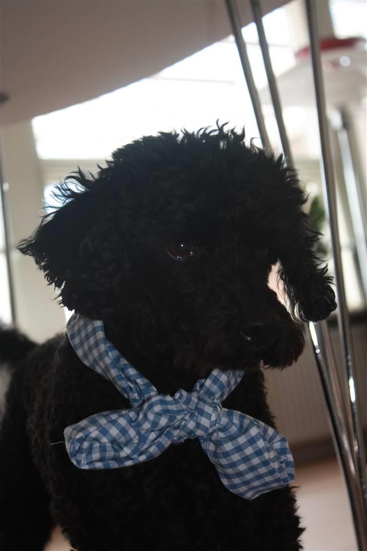 Dværgpuddel | Pjevs billede 3