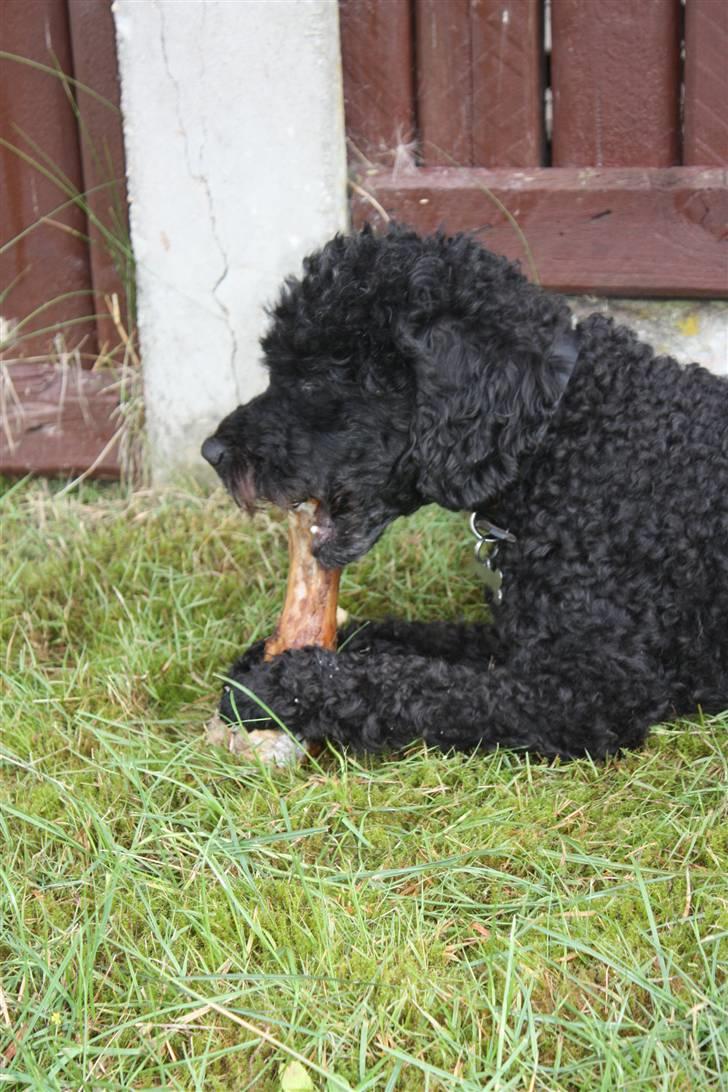 Dværgpuddel | Pjevs billede 4