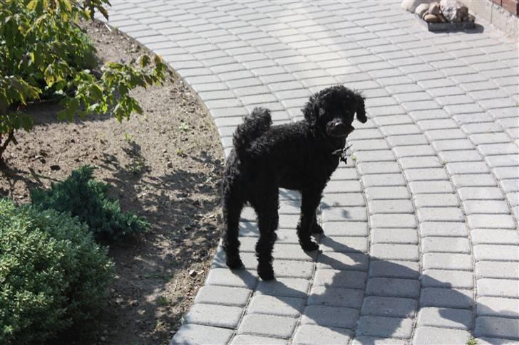 Dværgpuddel | Pjevs billede 5