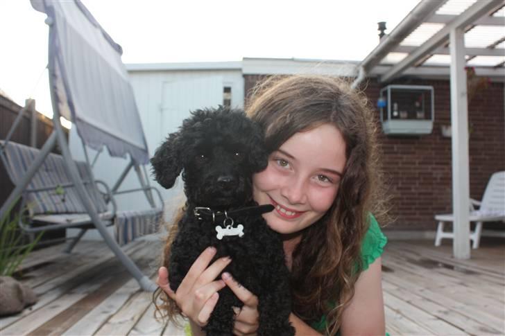 Dværgpuddel | Pjevs billede 6