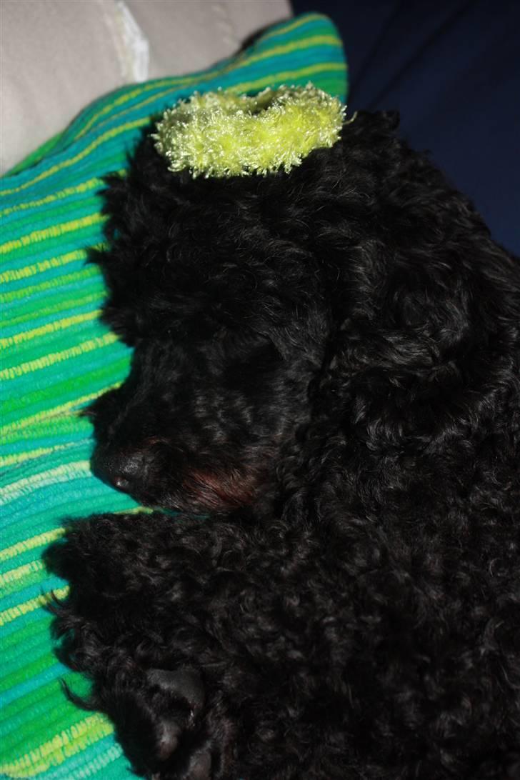 Dværgpuddel | Pjevs billede 7