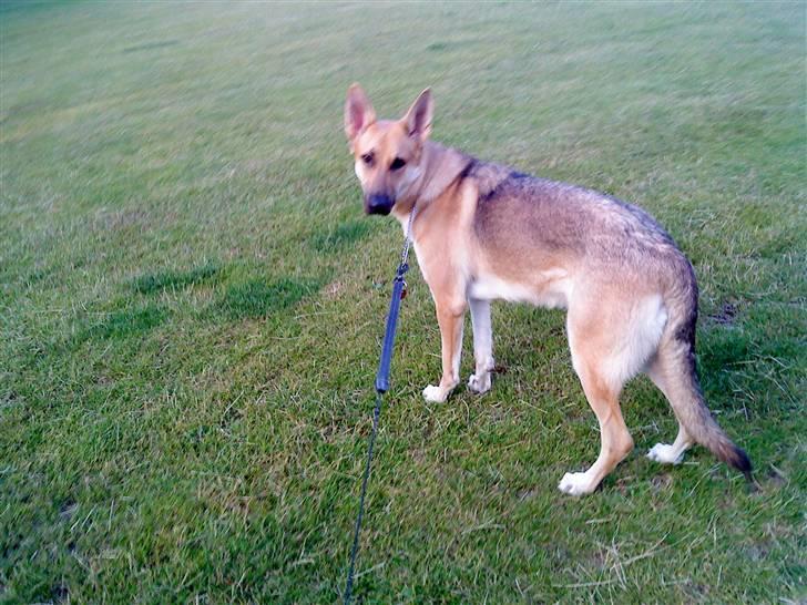 Schæferhund lady billede 1