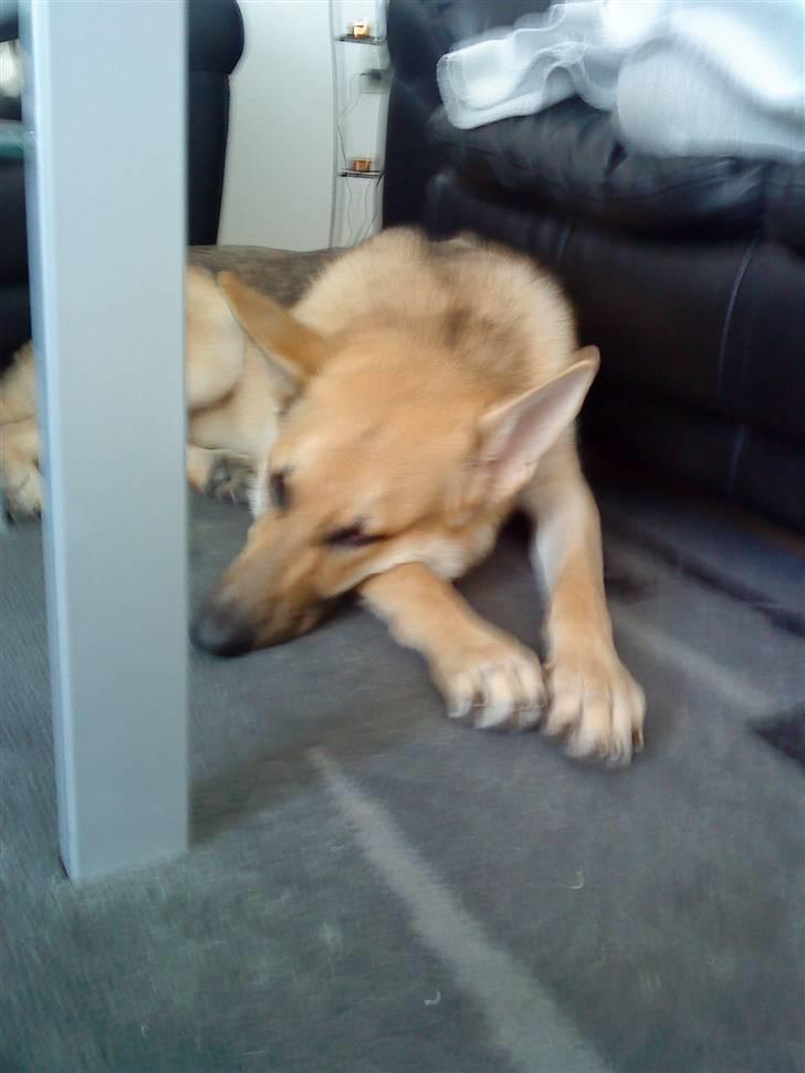 Schæferhund lady billede 2