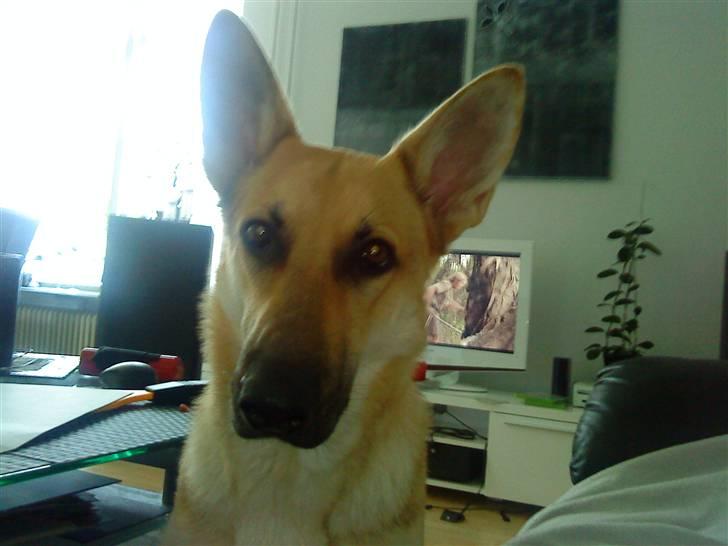 Schæferhund lady billede 3