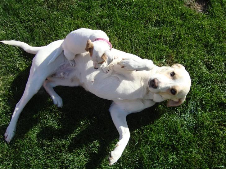 Blanding af racer Nala -  jeg er da så sød :-) og vil gerne lege  billede 1