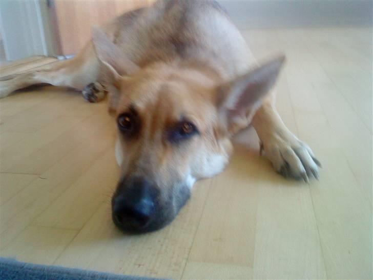 Schæferhund lady billede 5