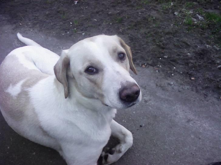 Blanding af racer Nala - søde nala billede 2