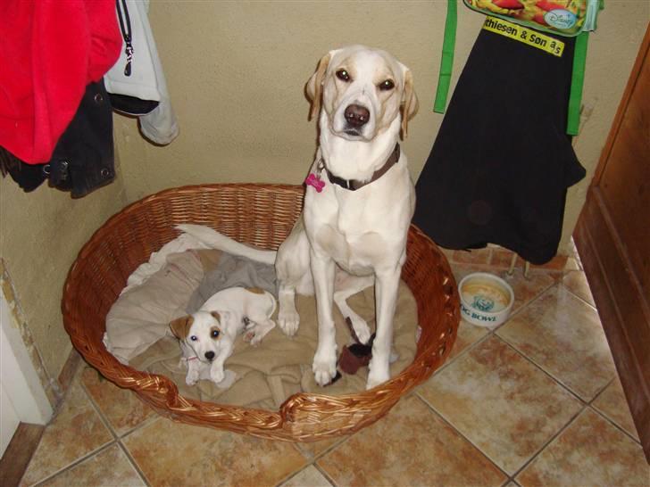 Blanding af racer Nala - er jeg ik sød billede 3