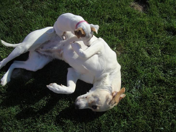 Blanding af racer Nala billede 4