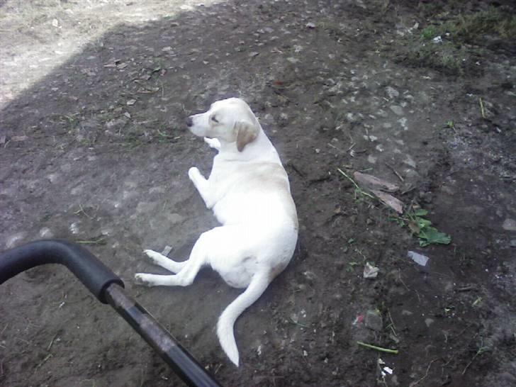 Blanding af racer Nala - slapper lige lidt af billede 5