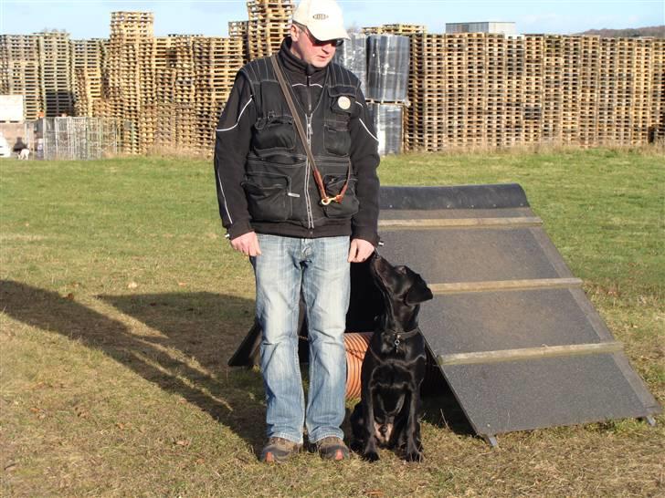 Labrador retriever Aiko - Har du pølser i munden, far billede 7