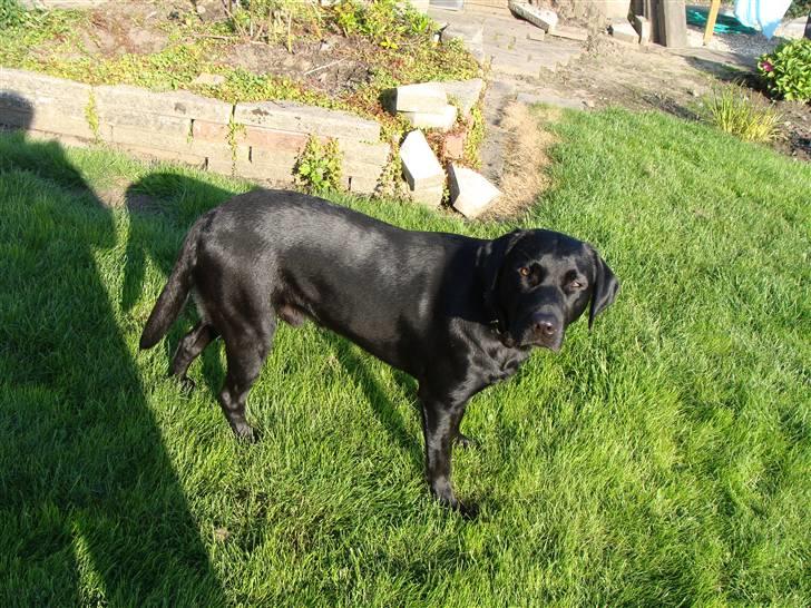 Labrador retriever Aiko - Stå øvelse i haven billede 8